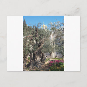 Garden Of Gethsemane Postcard