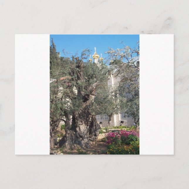 Garden Of Gethsemane Postcard (Front)