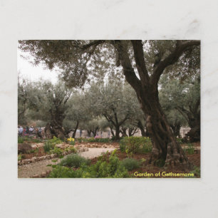 Garden of Gethsemane Postcard