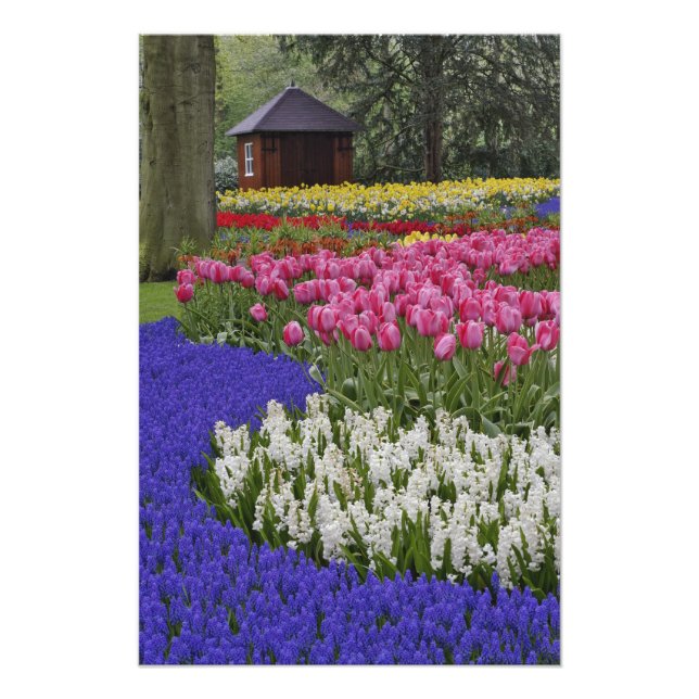 Garden of grape hyacinth, hyacinth and tulips, photo print (Front)