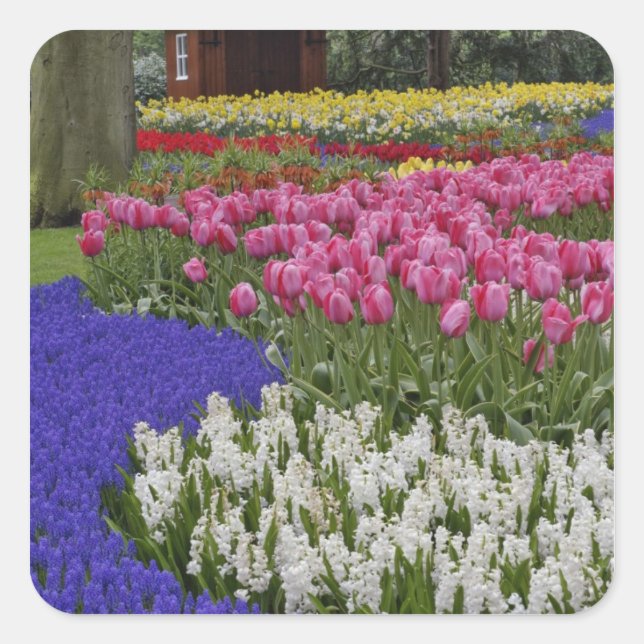 Garden of grape hyacinth, hyacinth and tulips, square sticker (Front)