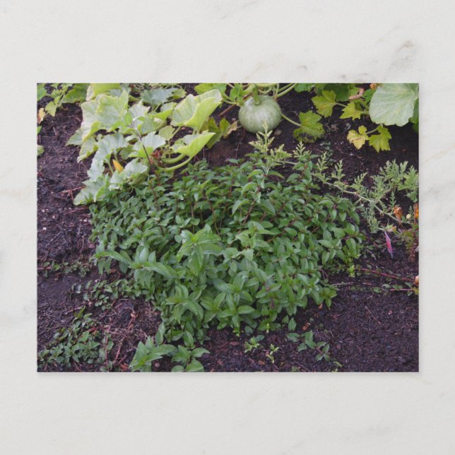 Garden of Mint Postcard (Front)