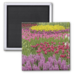 Garden of tulips, daffodils, and hyacinth magnet