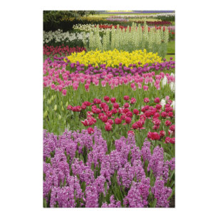 Garden of tulips, daffodils, and hyacinth photo print