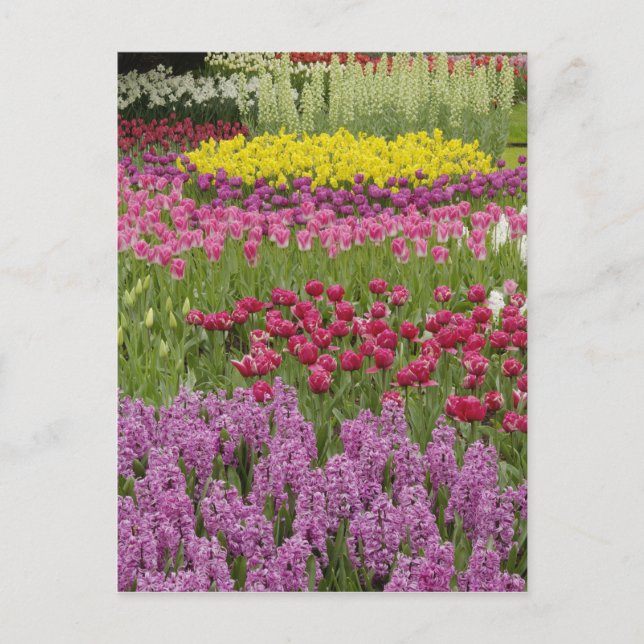 Garden of tulips, daffodils, and hyacinth postcard (Front)