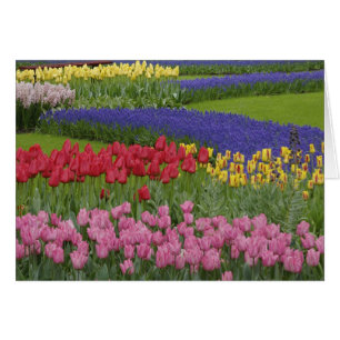 Garden of tulips, Grape Hyacinth and