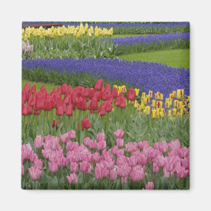 Garden of tulips, Grape Hyacinth and Magnet