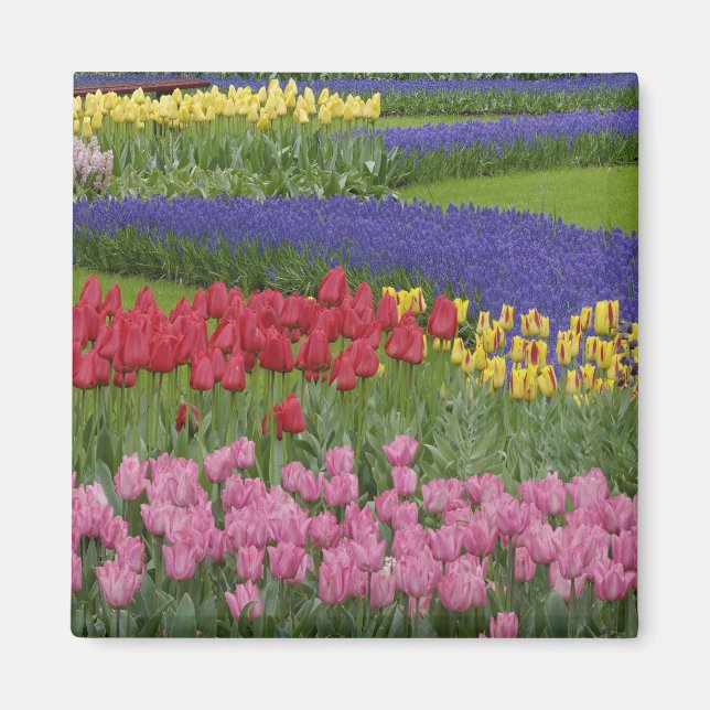 Garden of tulips, Grape Hyacinth and Magnet (Front)