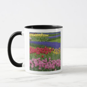 Garden of tulips, Grape Hyacinth and Mug