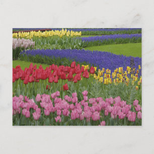 Garden of tulips, Grape Hyacinth and Postcard
