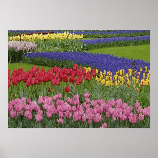 Garden of tulips, Grape Hyacinth and Poster (Front)