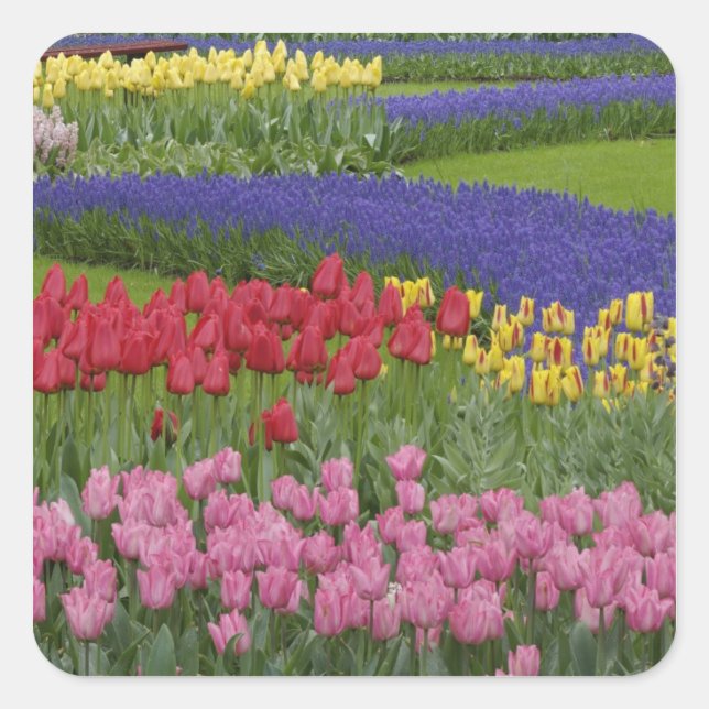 Garden of tulips, Grape Hyacinth and Square Sticker (Front)