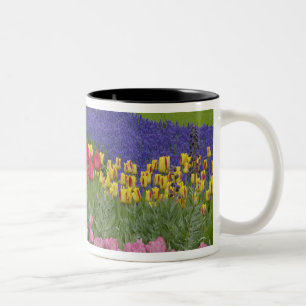 Garden of tulips, Grape Hyacinth and Two-Tone Coffee Mug