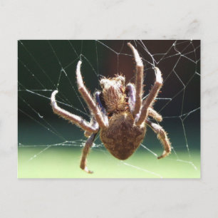 Garden Orb Weaver Spider Postcard