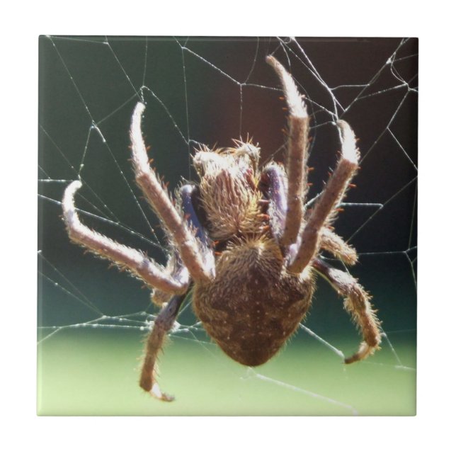Garden Orb Weaver Spider Tile (Front)