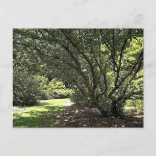 Garden Path by Mark Edward Westerfield Postcard