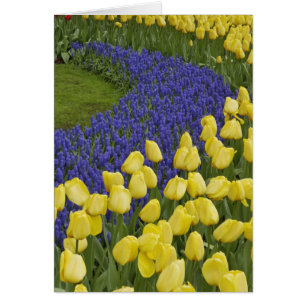 Garden pattern of Grape Hyacinth flowers and