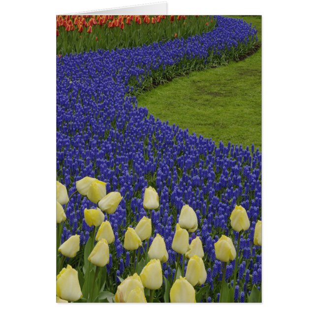 Garden pattern of Grape Hyacinth flowers and 2 (Front)