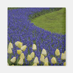 Garden pattern of Grape Hyacinth flowers and 2 Magnet