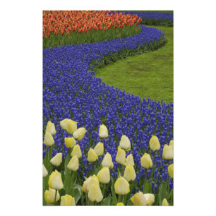 Garden pattern of Grape Hyacinth flowers and 2 Photo Print