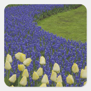 Garden pattern of Grape Hyacinth flowers and 2 Square Sticker