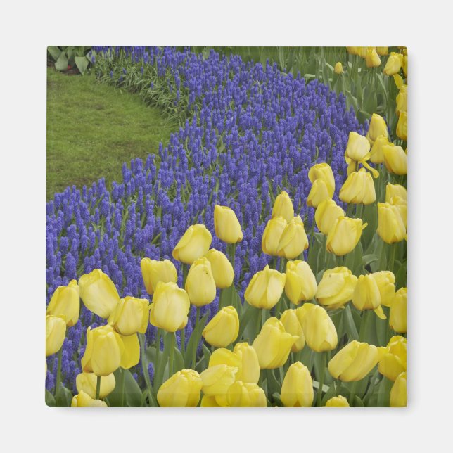Garden pattern of Grape Hyacinth flowers and Magnet (Front)