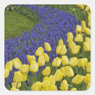 Garden pattern of Grape Hyacinth flowers and Square Sticker