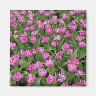 Garden pattern of tulips, Keukenhof Gardens, Magnet