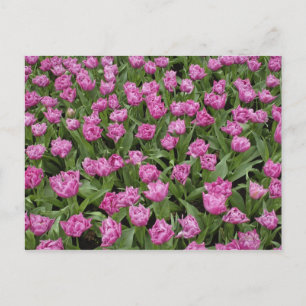 Garden pattern of tulips, Keukenhof Gardens, Postcard