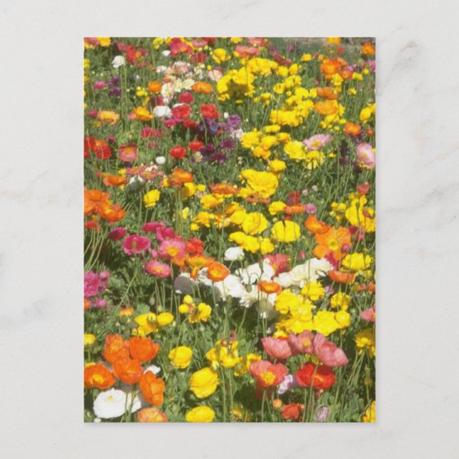 Garden Postcard (Front)