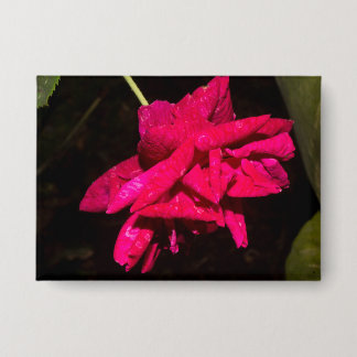 Garden Rose