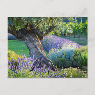 Garden scenic with flowers, France Postcard