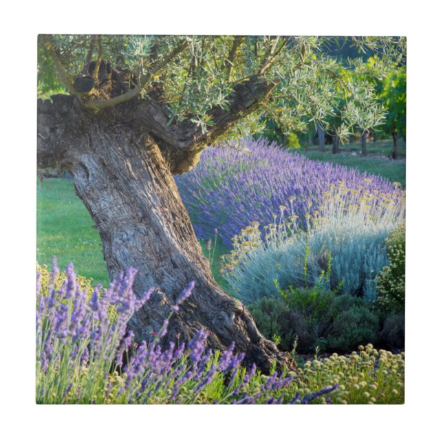 Garden scenic with flowers, France Tile (Front)