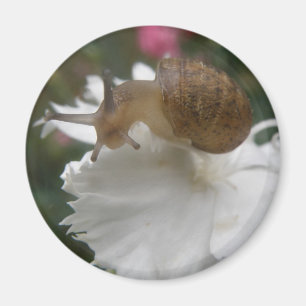 Garden Snail and White Carnation Magnet