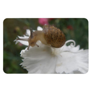 Garden Snail and White Carnation Premium Magnet