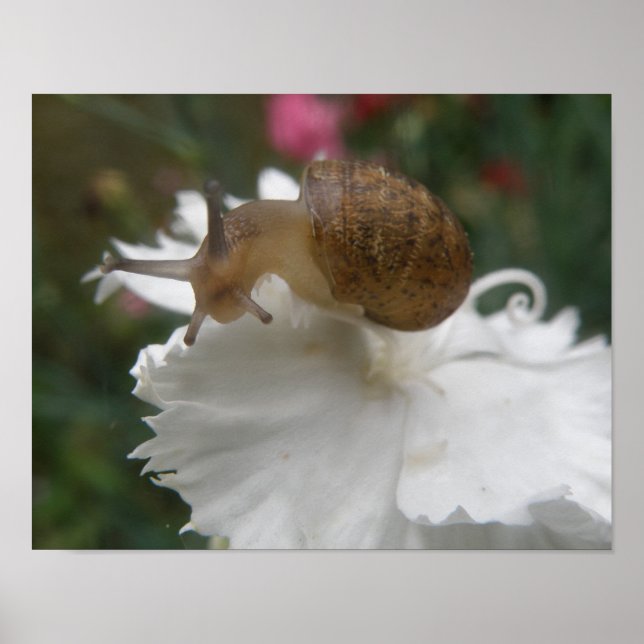 Garden Snail and White Carnation Print (Front)