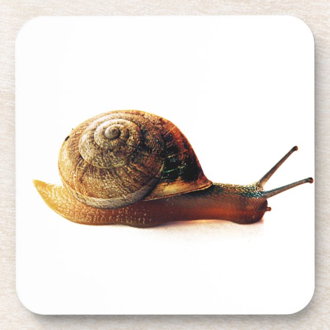 Garden Snail Nature Photography Coaster (Front)