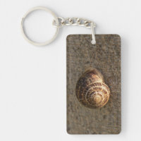 Garden Snail Nature Photography