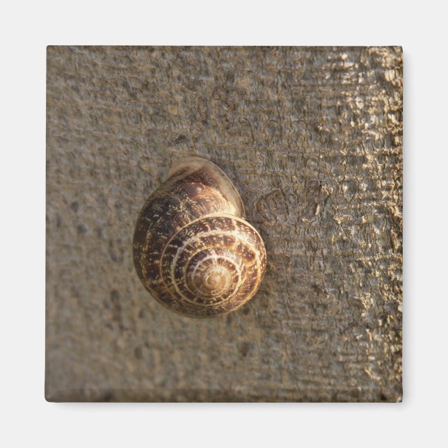 Garden Snail Nature Photography Magnet (Front)