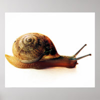 Garden Snail Nature Photography