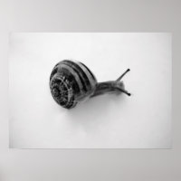 Garden Snail Nature Photography