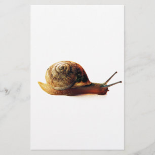 Garden Snail Nature Photography Stationery