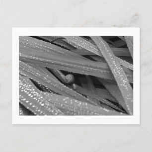 Garden Snail Postcard