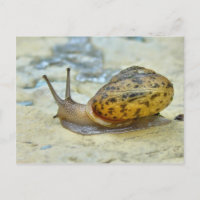 Garden Snail Postcard.