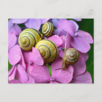 Garden Snails on Pink Flowers
