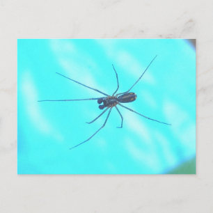 Garden Spider Male Underside Postcard