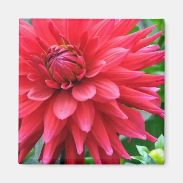 Garden Star Dahlia Magnet (Front)