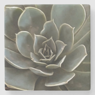Garden Succulent Green Grey Tones Realistic Art Stone Coaster