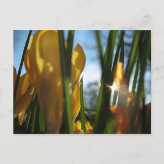 "Garden Sunset" Greeting Card