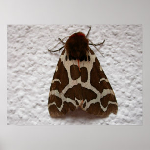 Garden tiger moth poster